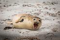 032 Falklandeilanden, Sea Lion Island, zeeolifant